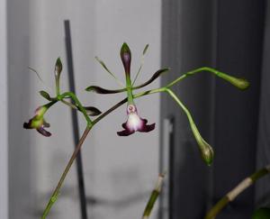 Epidendrum melanoporphyreum