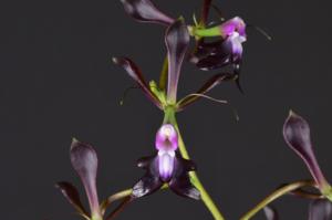 Epidendrum melanoporphyreum