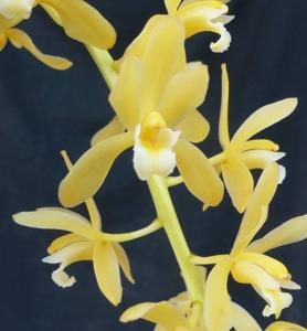 Cymbidium aloifolium