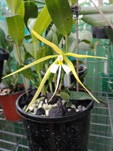 Epidendrum nocturnum