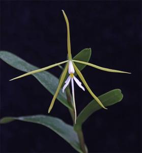 Epidendrum nocturnum