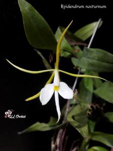 Epidendrum nocturnum