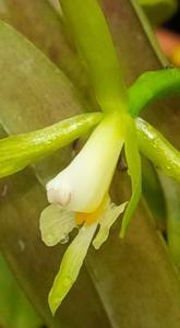 Epidendrum nocturnum