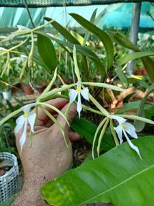 Epidendrum oerstedii