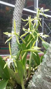 Epidendrum oerstedii