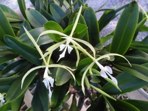 Epidendrum oerstedii