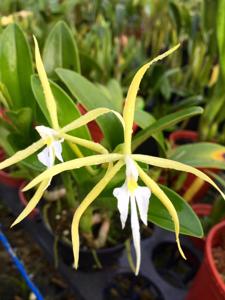 Epidendrum oerstedii