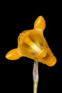 Porroglossum condylosepalum