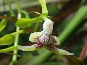 Epidendrum paniculatum