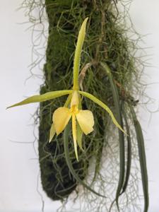 Epidendrum parkinsonianum