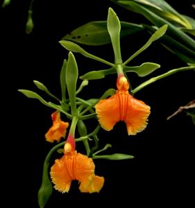 Epidendrum pseudepidendrum