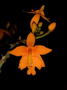 Epidendrum radicans