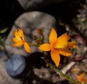 Epidendrum radicans