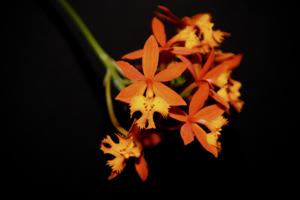 Epidendrum radicans