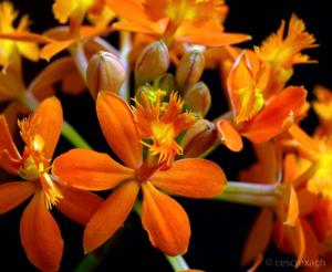 Epidendrum radicans