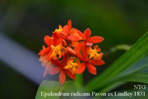 Epidendrum radicans