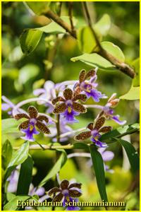 Epidendrum schumannianum