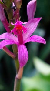 Epidendrum secundum