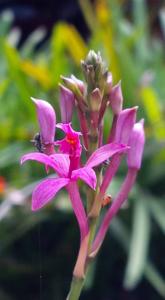 Epidendrum secundum