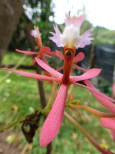 Epidendrum secundum