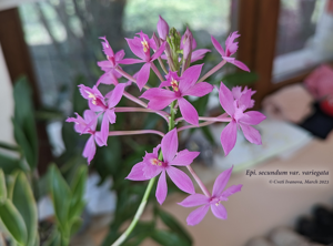 Epidendrum secundum