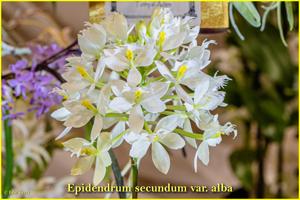 Epidendrum secundum