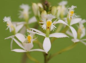 Epidendrum secundum