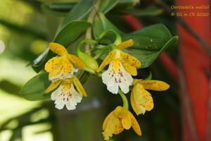 Epidendrum wallisii