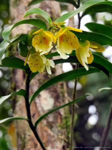 Epidendrum wallisii