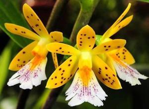 Epidendrum wallisii