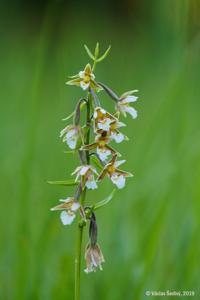 Epipactis palustris