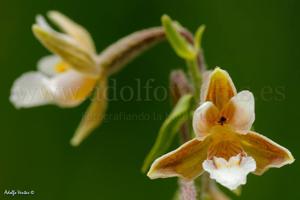 Epipactis palustris