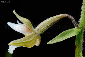 Epipactis palustris