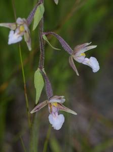 Epipactis palustris
