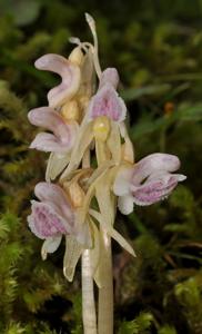 Epipogium aphyllum