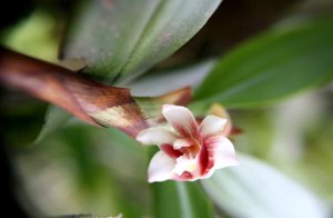 Eria compressoclavata