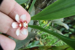 Eria compressoclavata