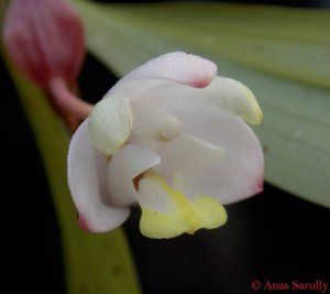 Eria compressoclavata