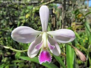 Encyclia dichroma