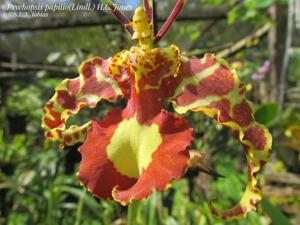 Psychopsis papilio