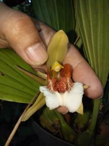 Coelogyne speciosa