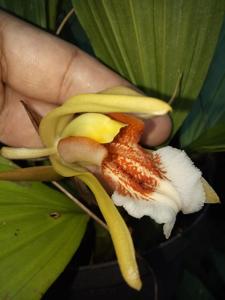 Coelogyne speciosa