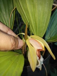 Coelogyne speciosa