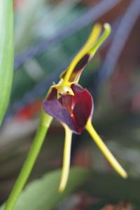 Masdevallia aenigma