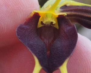 Masdevallia aenigma