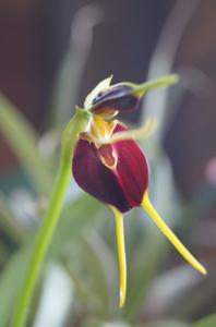 Masdevallia aenigma