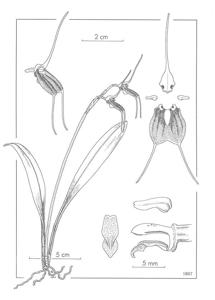 Masdevallia aenigma