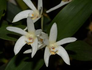 Dendrobium falcorostrum