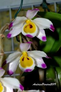 Dendrobium wardianum