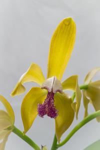 Cattleya porphyroglossa